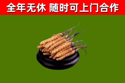 酉阳县回收冬虫夏草
